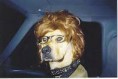 /album/nog-meer-grappige-plaatjes1/vet-coole-hond-jpg/